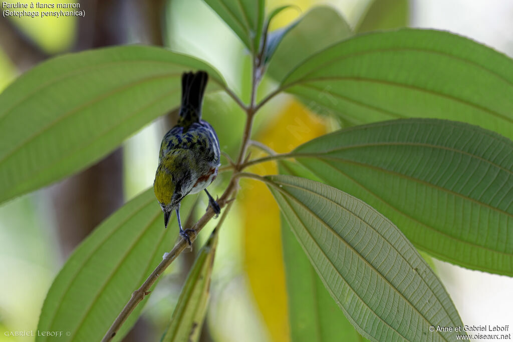 Chestnut-sided Warbler female