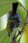 Chestnut-sided Warbler