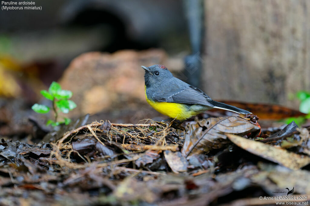 Slate-throated Whitestart