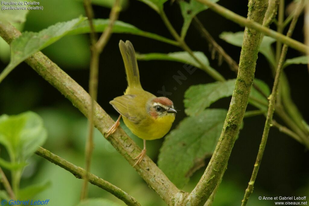 Paruline de Delattreadulte