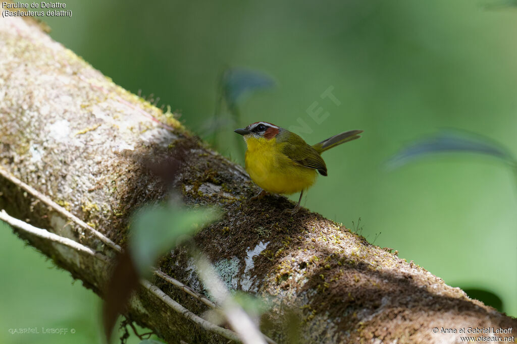 Chestnut-capped Warbler