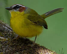 Chestnut-capped Warbler