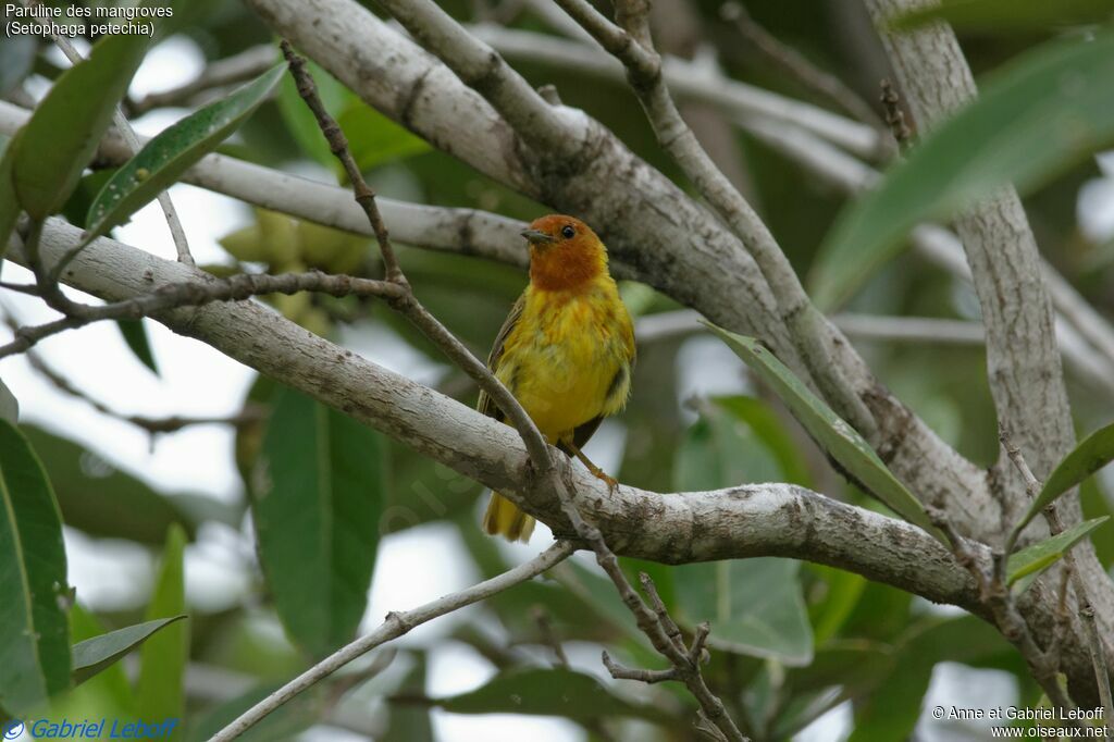 Mangrove Warbler male adult