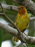 Mangrove Warbler