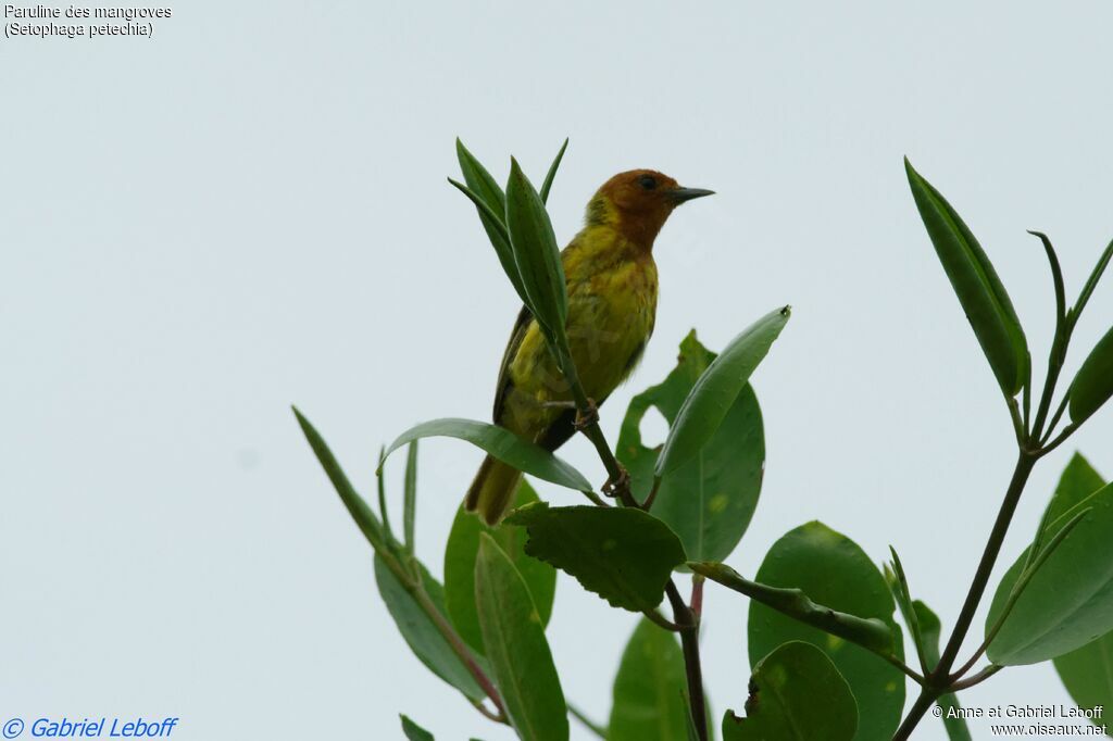 Mangrove Warbler male adult