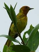 Mangrove Warbler