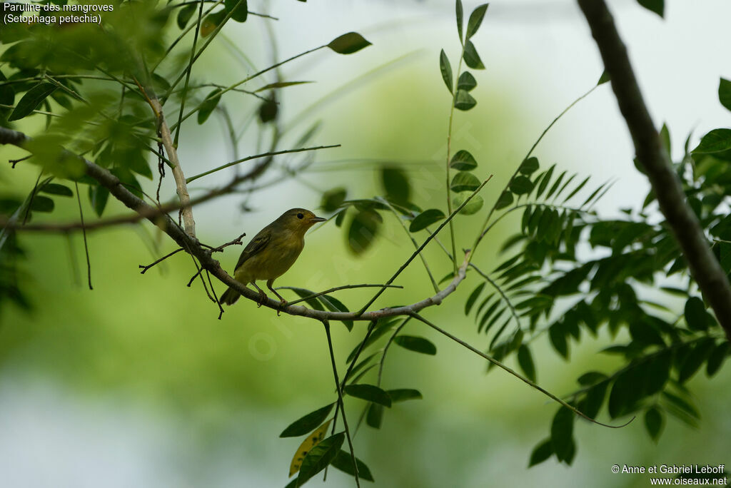 Paruline des mangroves femelle immature