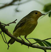 Mangrove Warbler