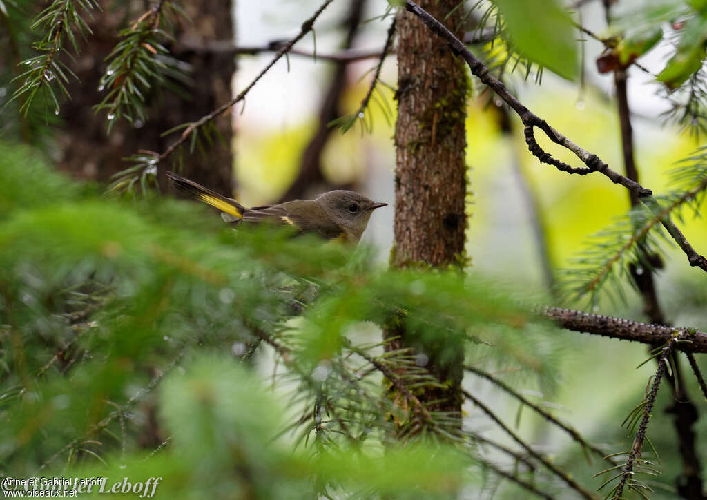 American Redstartjuvenile, identification