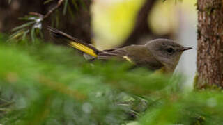 American Redstart