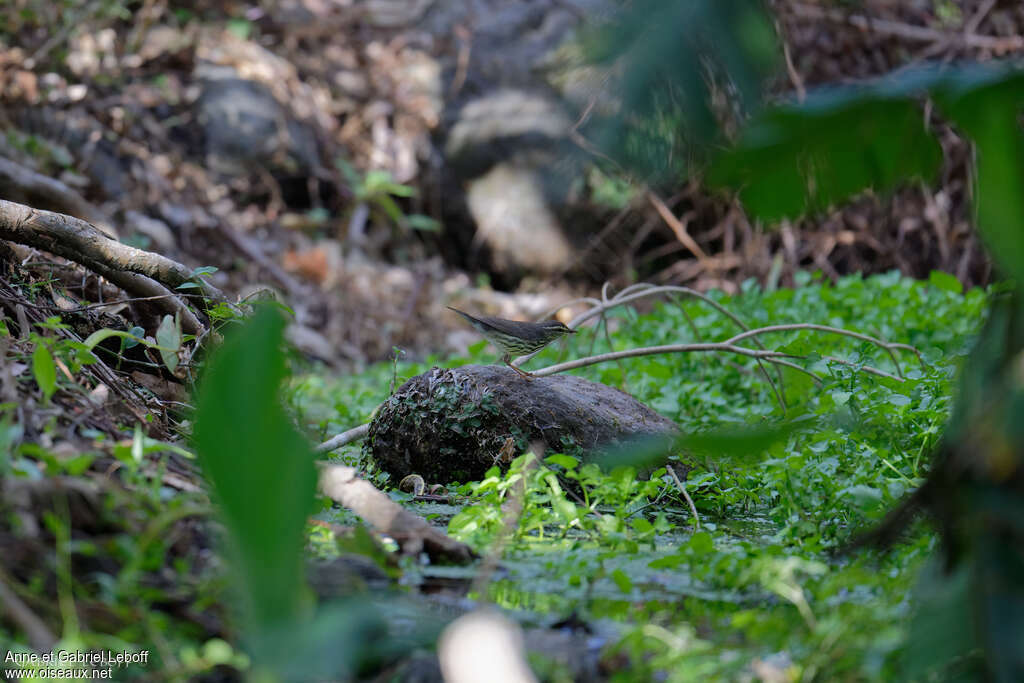 Paruline hochequeue, habitat