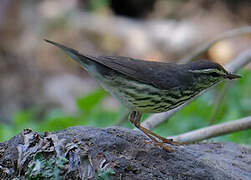 Louisiana Waterthrush