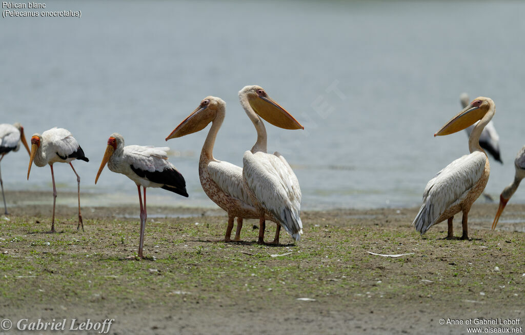 Great White Pelican