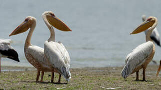 Great White Pelican