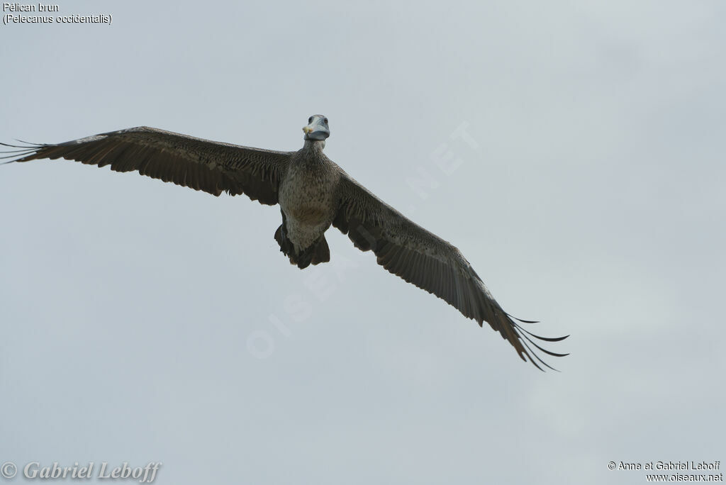 Brown Pelican