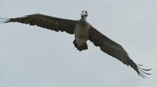 Brown Pelican