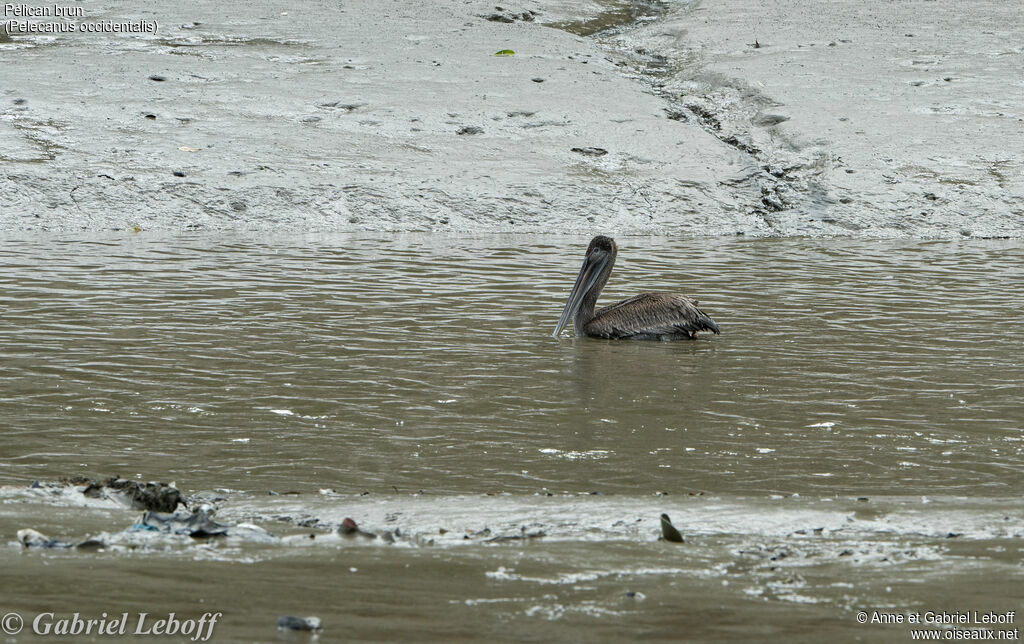 Brown Pelican