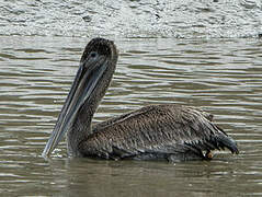 Brown Pelican