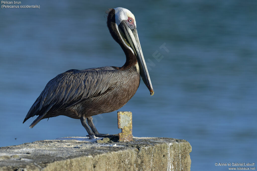 Brown Pelican