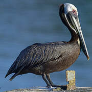 Brown Pelican