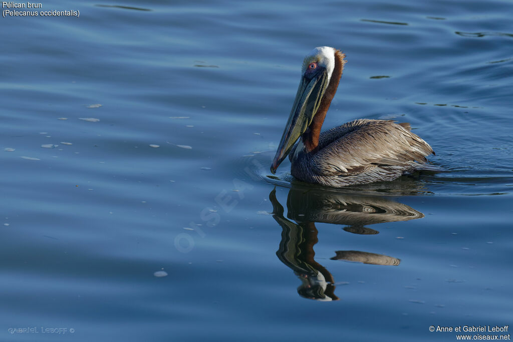 Brown Pelican