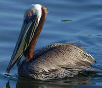 Brown Pelican