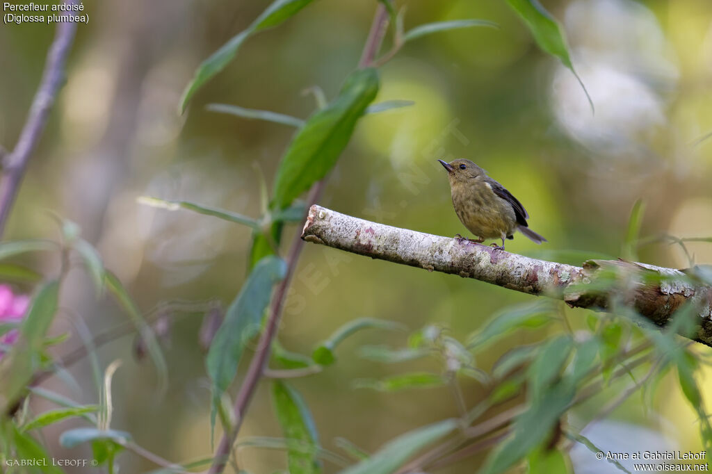 Slaty Flowerpiercer female