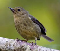 Slaty Flowerpiercer