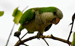 Monk Parakeet