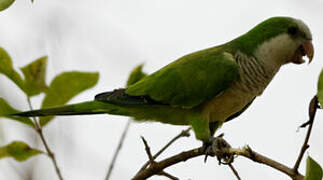 Monk Parakeet