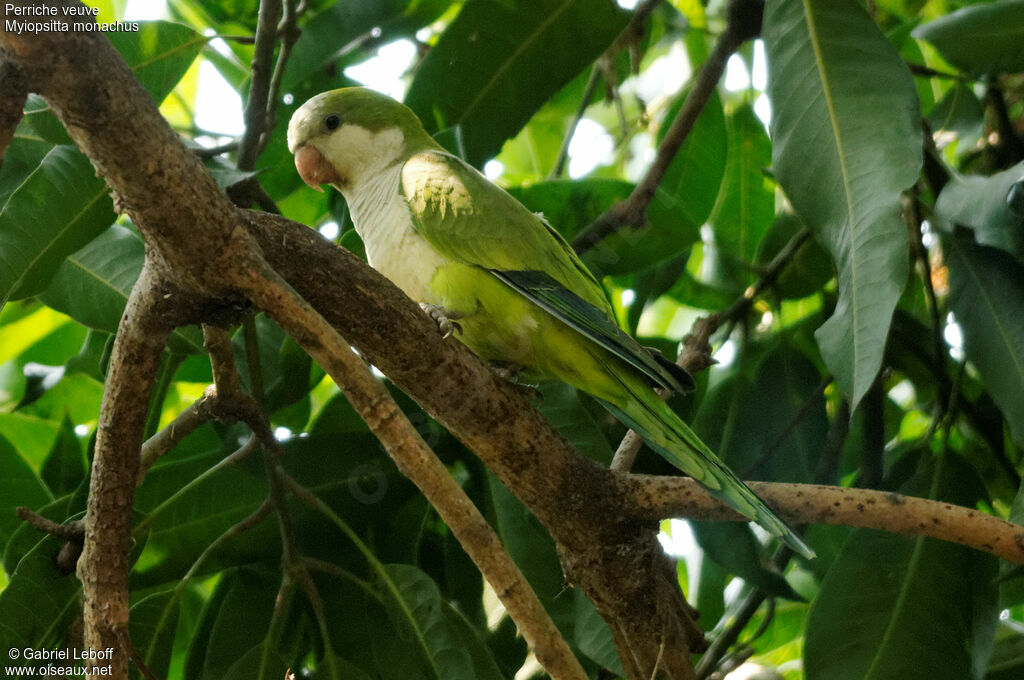 Monk Parakeet