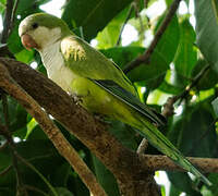 Monk Parakeet