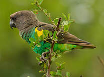 Perroquet à tête brune