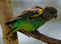 Perroquet à tête brune