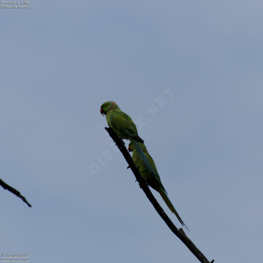 Rose-ringed Parakeet