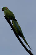 Rose-ringed Parakeet