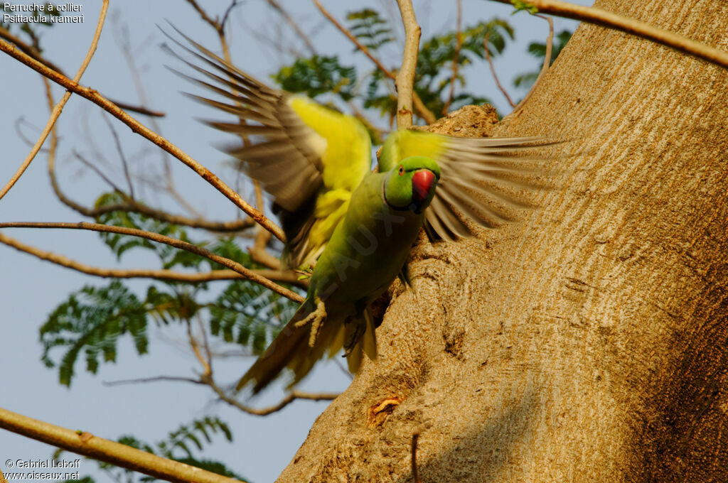 Rose-ringed Parakeet male