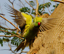 Rose-ringed Parakeet