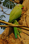 Rose-ringed Parakeet