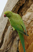 Rose-ringed Parakeet