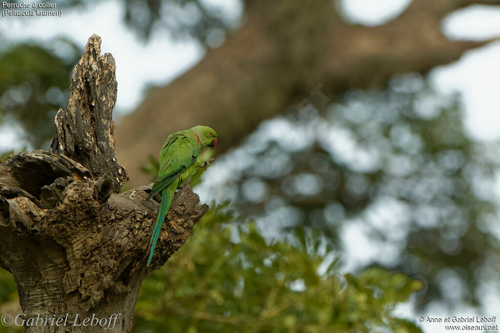 Rose-ringed Parakeet female