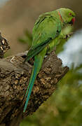 Rose-ringed Parakeet