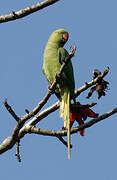 Rose-ringed Parakeet