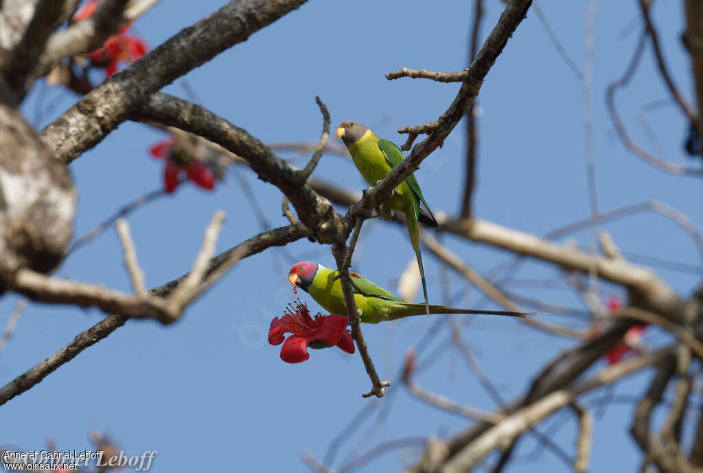 Plum-headed Parakeetadult, feeding habits, eats