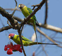 Plum-headed Parakeet