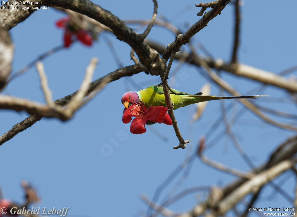 Plum-headed Parakeet male