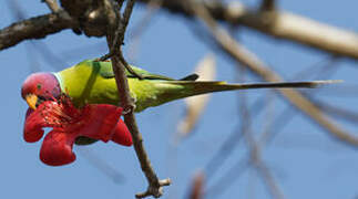 Plum-headed Parakeet