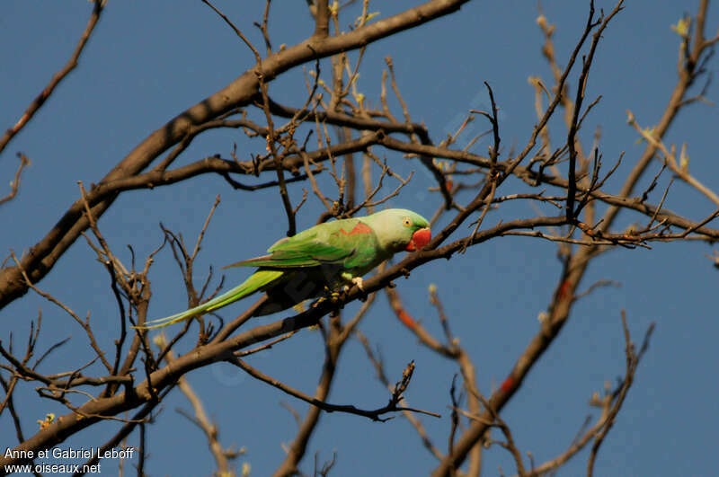 Alexandrine Parakeet female adult, identification
