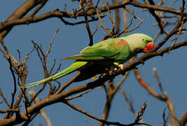 Alexandrine Parakeet