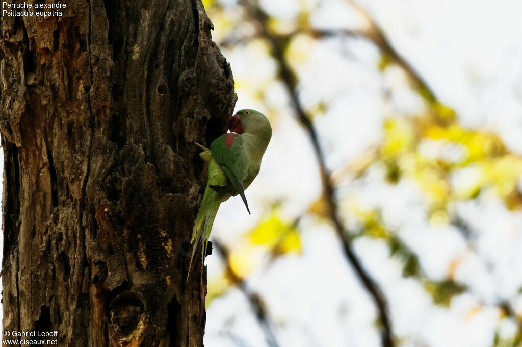 Alexandrine Parakeet female